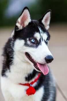 purebred Siberian Husky black and white color