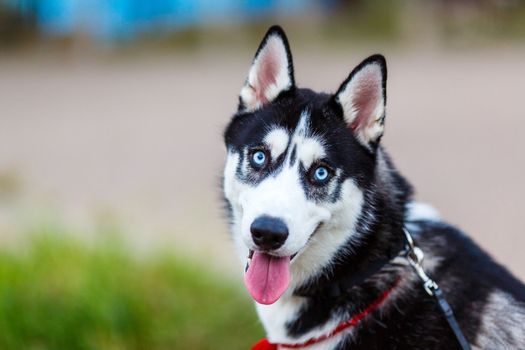 purebred Siberian Husky black and white color