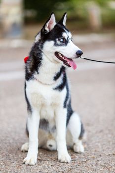 purebred Siberian Husky black and white color