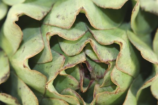 Macro shot of fresh, raw artichoke