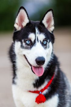 purebred Siberian Husky black and white color