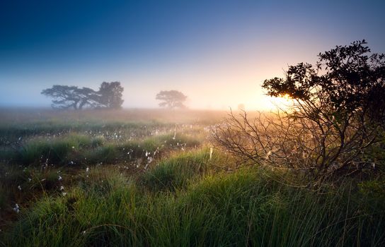 sunrise over swamps with cotton-grass, Fochteloerveen, Netherlands