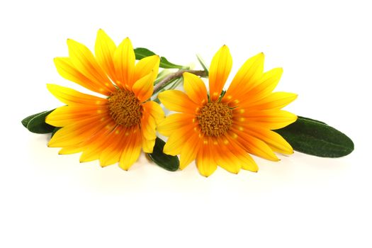 midday flower with leafs on a light background