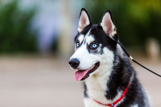 purebred Siberian Husky black and white color