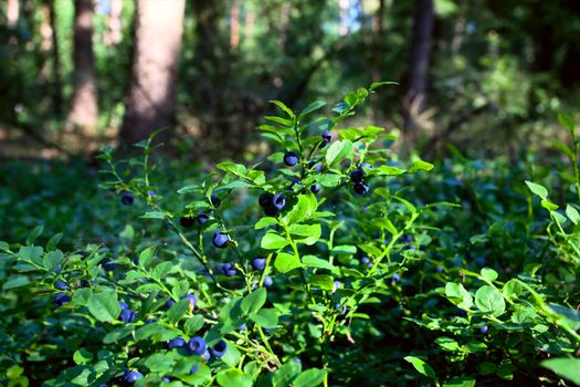 blueberry shrubs with blue fruits in the forest