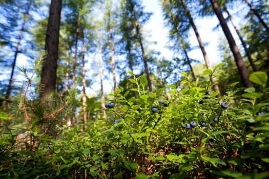 green shrubs with blueberry fruits in wild forest