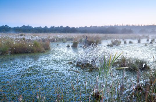 morning fog over swamp with cotton-grass