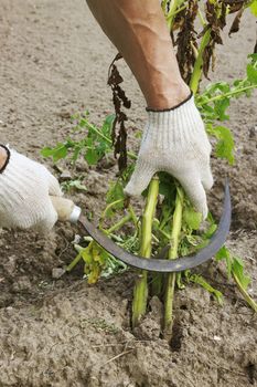 Mowing sickle potato tops, before you dig, collect