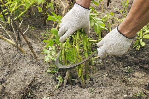 Mowing potato tops, before you dig, collect