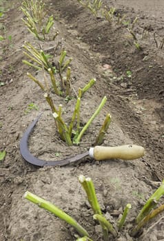 The beveled tops of potatoes, before you dig, collect