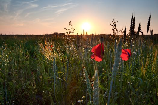 poppy flowers, wheat on field at sunset