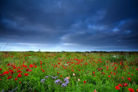 poppy flowers field and dark stormy sky in summer