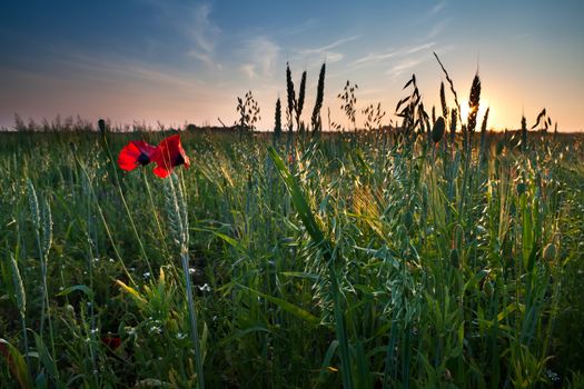 poppy flowers and oat plant on field at sunset