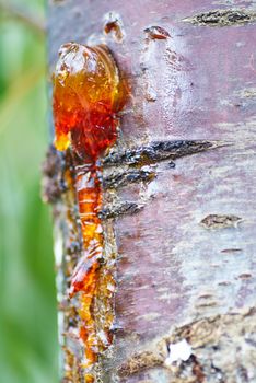 Solid amber resin drops on a cherry tree trunk. Macro shot.