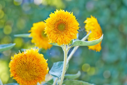 sunflowers at the field in summer