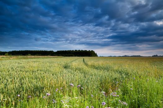 summer wheat field in morning light and blue sky