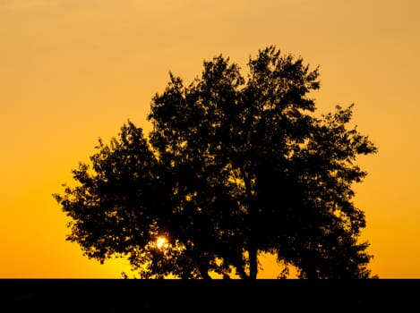 Alone tree with sun and color red  yellow sky