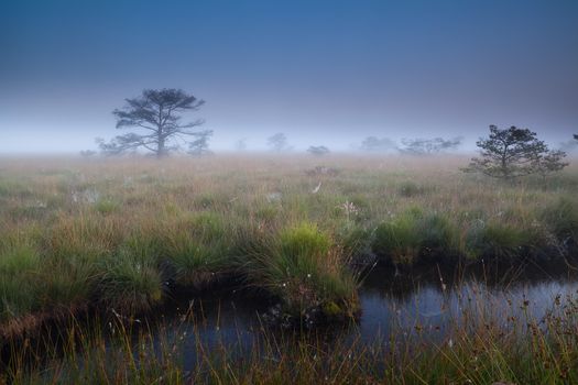 dense mist over wild swamps, Fochteloerveen, Drenthe, Netherlands