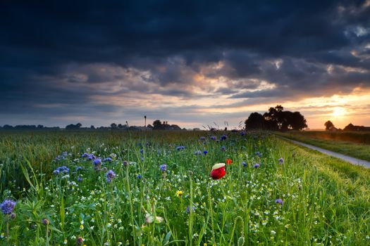 colorful summer wildflowers at sunrise, Netherlands