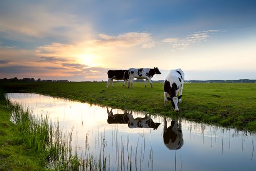 cows grazing on pasture at sunset by river
