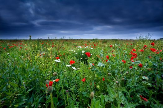 red poppy flowers on green field in summer storm