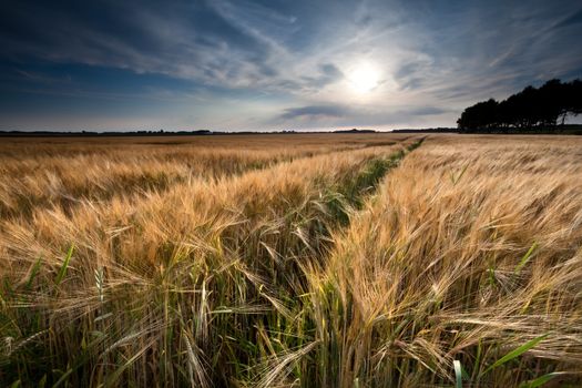 golden wheat field in summer before sunset, Friesland, Netherlands