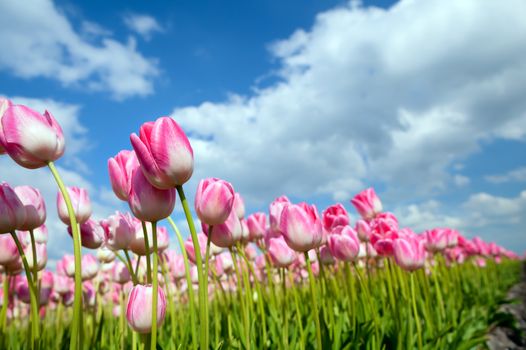 many pink tulips on spring Dutch field