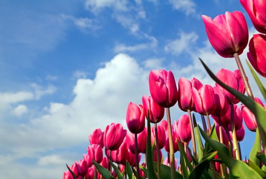 many pink tulips over blue sky, Alkmaar, North Holland