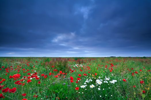 field with poppy and daisy flowers under clouded sky