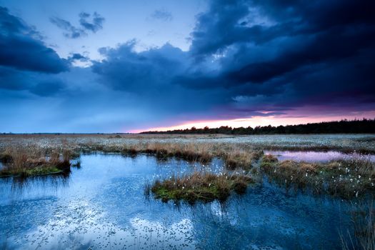 thunderstorm over swamps in spring, Drenthe, Netherlands