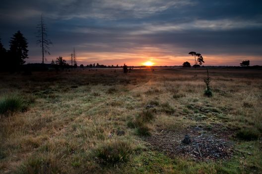 summer sunrise over wild meadows, Friesland, Netherlands