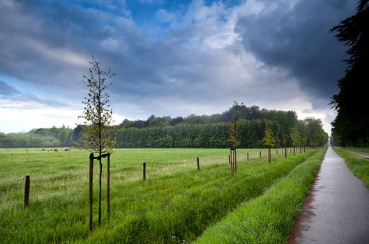 bicycle path to the forest by green pastures