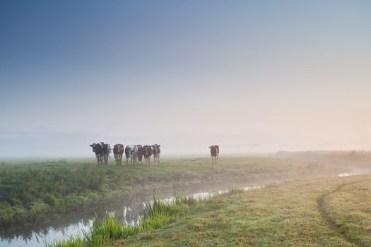 cattle on morning pasture in fog during sunrise