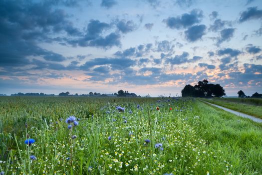 sunrise over field with many colorful wildflowers in summer