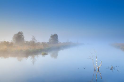 trees on lake in morning dense fog