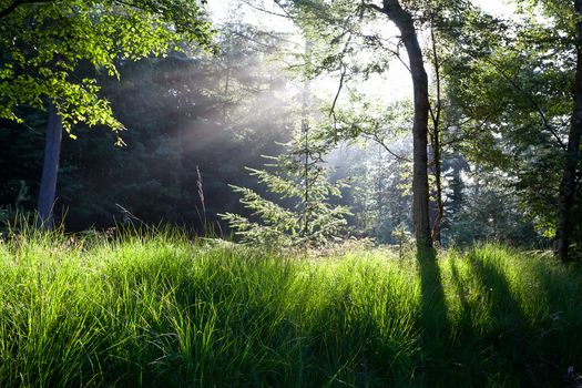 bright sunbeams in green summer forest