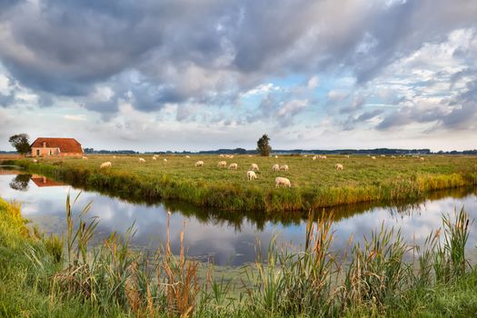 sheep grazing on pasture by farmhouse, Holland