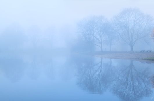 tree reflected on lake surface in fog