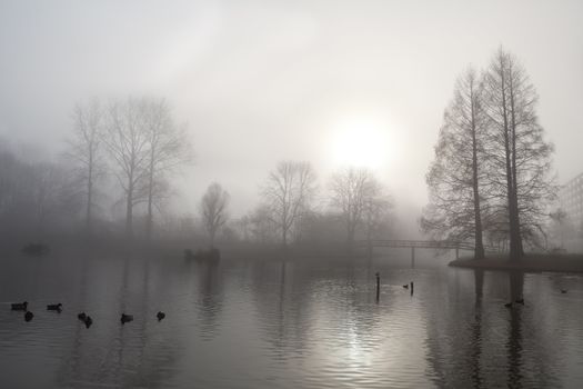 tree silhouette, bridge and lake in dense morning fog