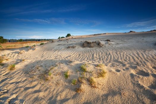 curved sand texture on dune in morning sunlight