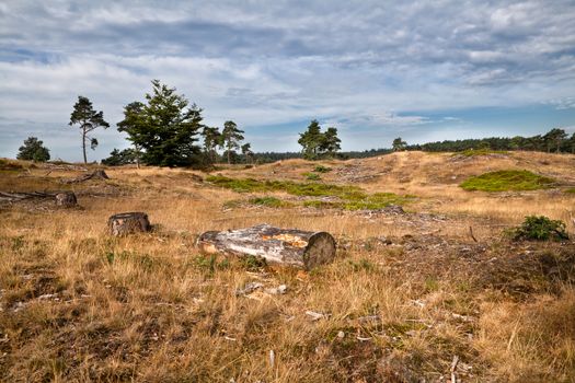 dry cut wood on hills by forest, Drents-Friese Wold, Netherlands