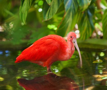 Carribean Scarlet Ibis standing in shallow pool