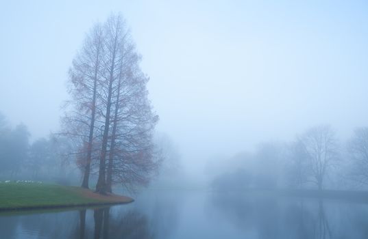 trees by lake in dusk fog during autumn