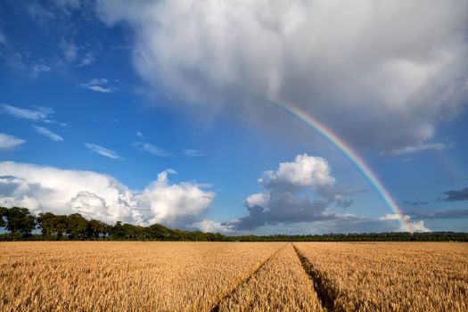 big rainbow over wheat field after summer storm