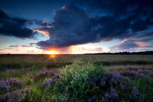 dramatic sunbeams over swamp with flowering heather