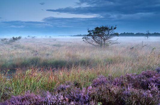 pink heather flowers on swamp in misty morning