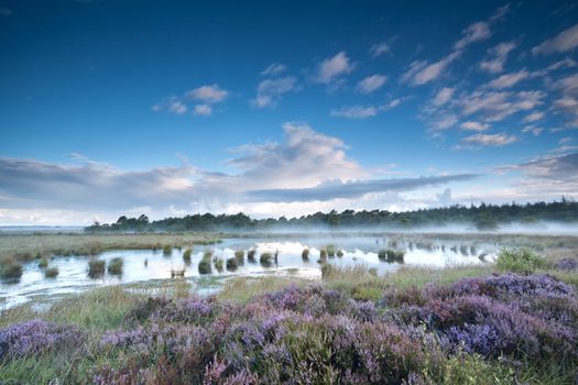 pink flowering heather on swamps in calm misty morning