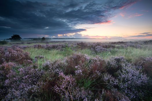 marshes with flowering heather at sunrise