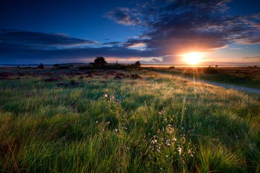 morning sunrise sunbeams over swamp in summer