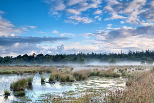 fresh mist over swamp in the morning, Fochteloerveen, Netherlands